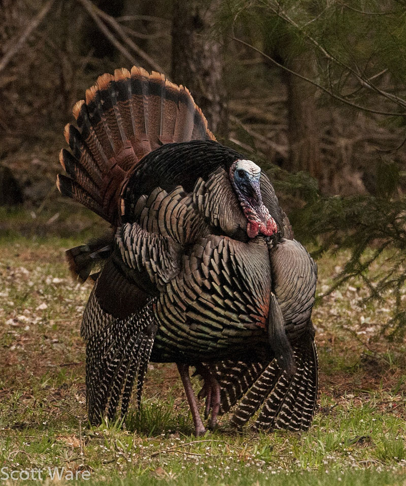 Strutting Tom<