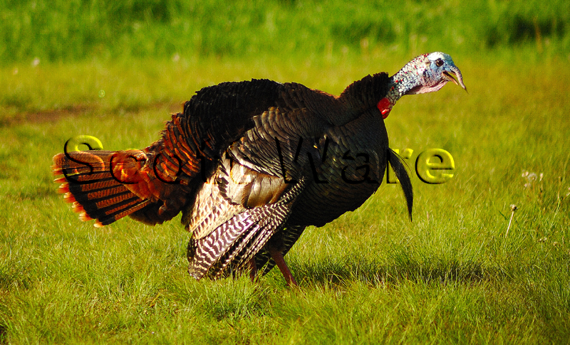 Turkey Gobbling