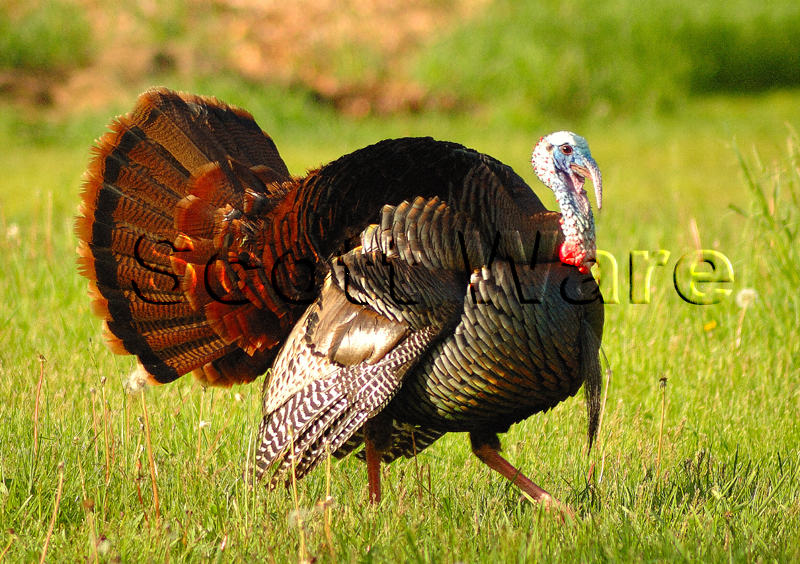 Strutting