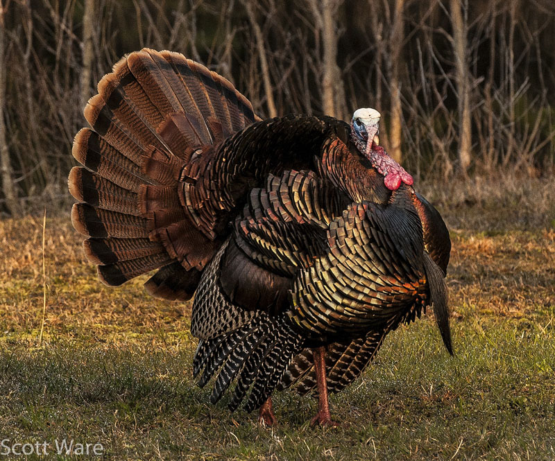 Tom Turkey