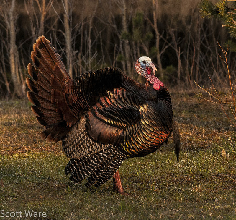 Tom Turkey