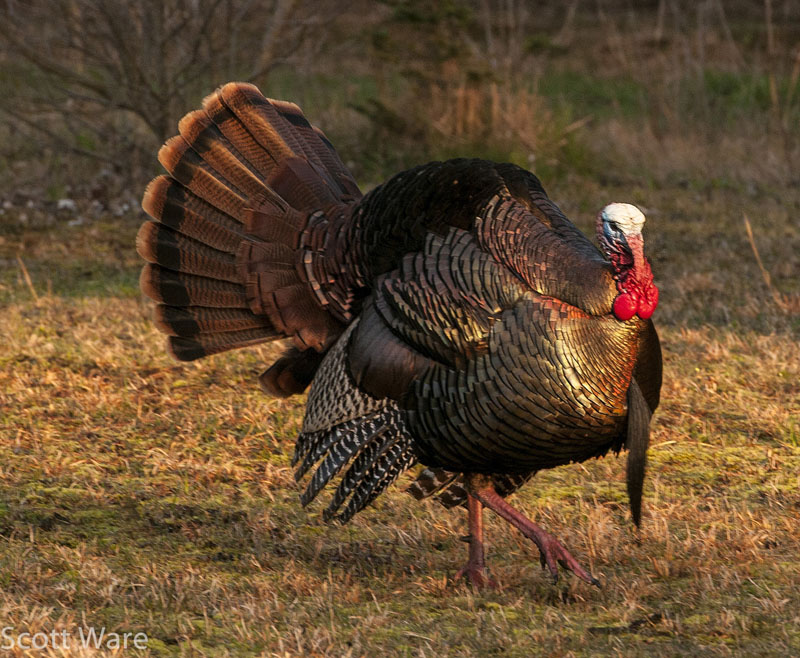 Tom Turkey