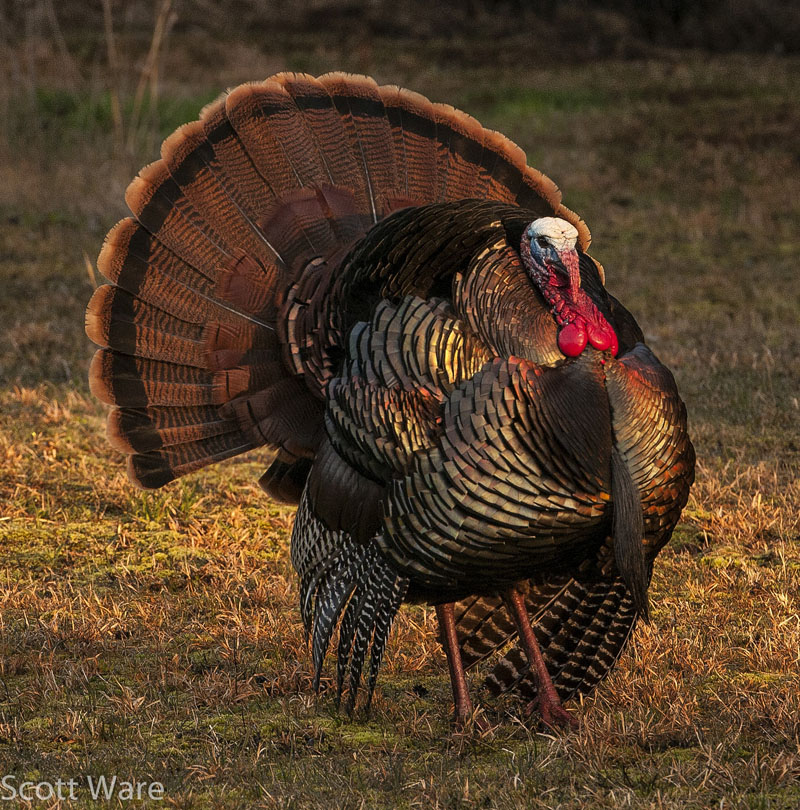 Strutting Turkey