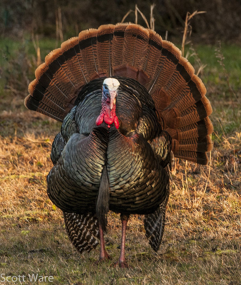 Tom Turkey