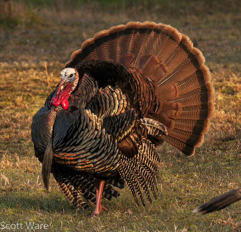 Strutting Turkey