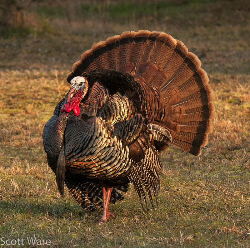 Strutting Tom Turkey
