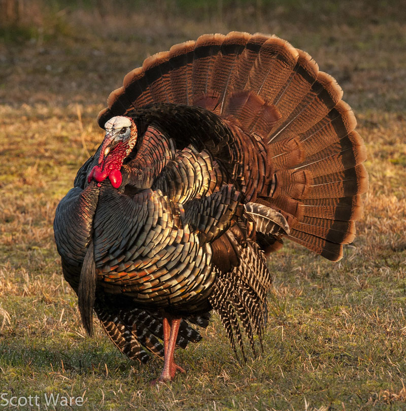 Strutting Turkey