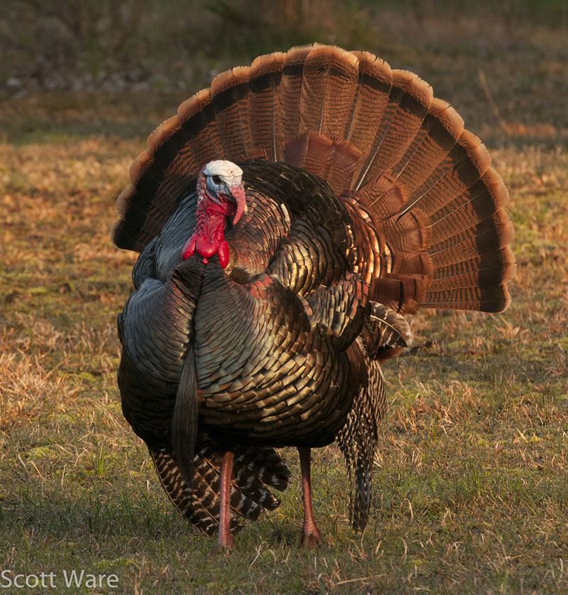 Strutting Turkey