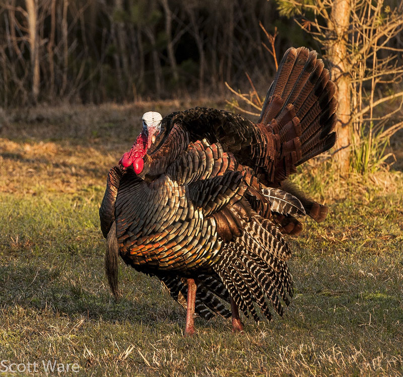 Strutting Tom Turkey