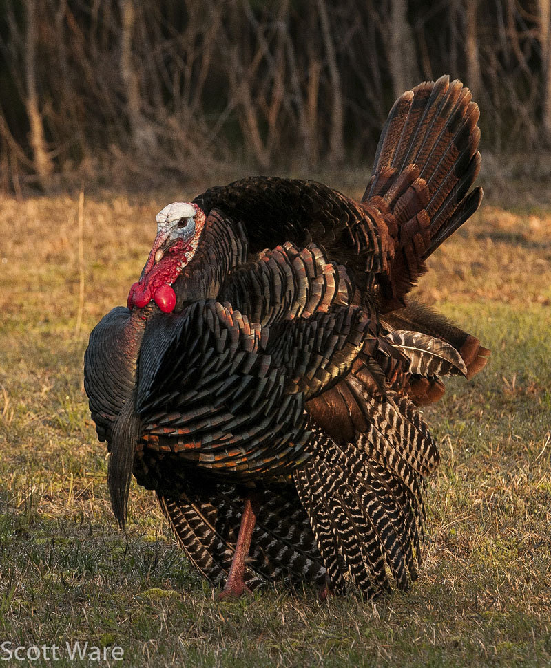 Strutting Turkey