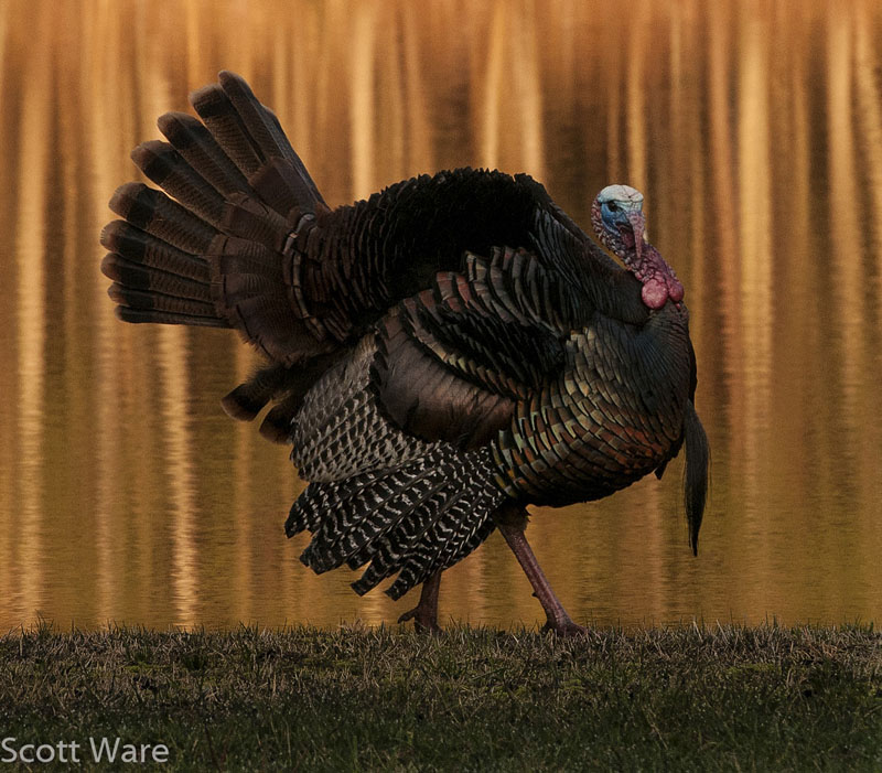 Strutting Turkey