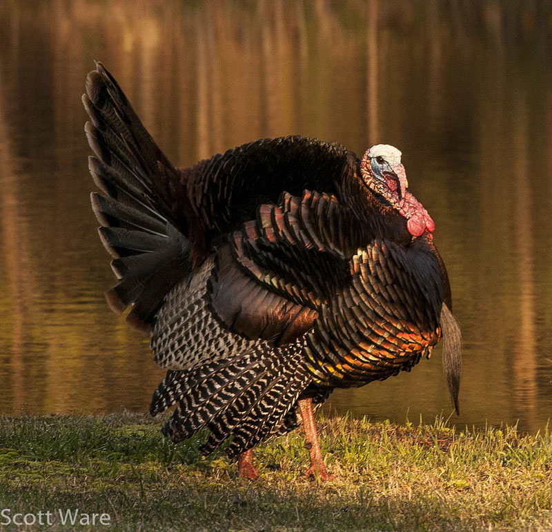 Strutting