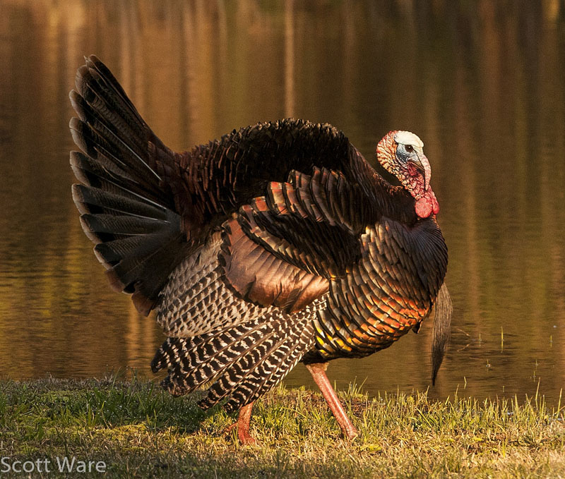 Tom Turkey<