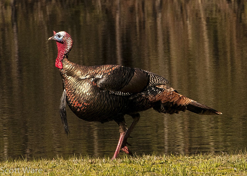 Tom Turkey<