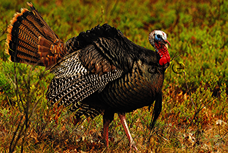 Half Strutting