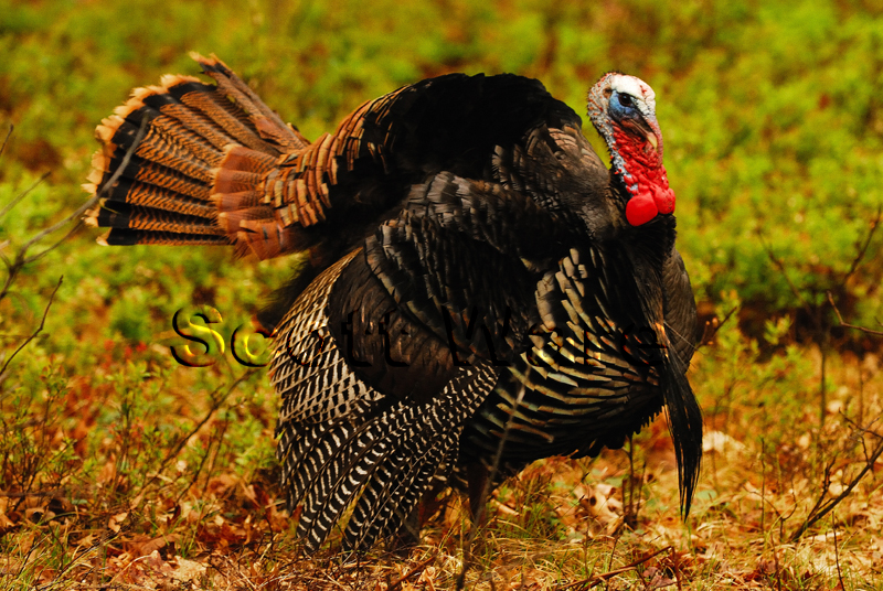 Strutting Turkey