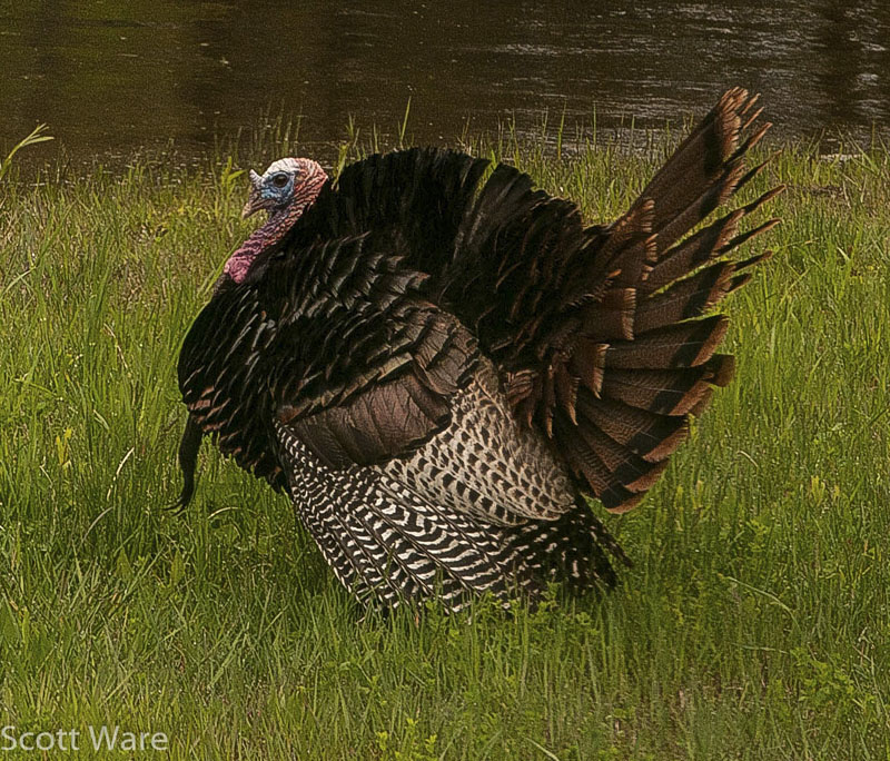 Tom Turkey