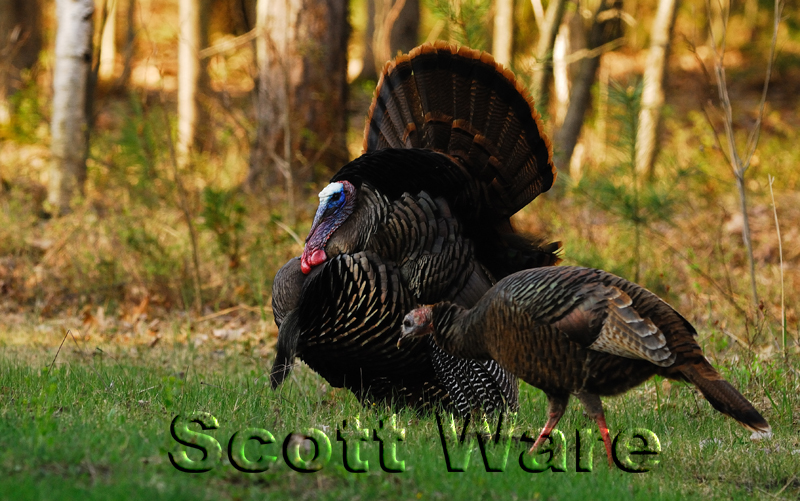 Turkeys