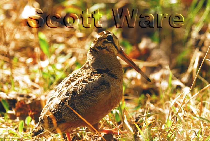 American Woodcock
