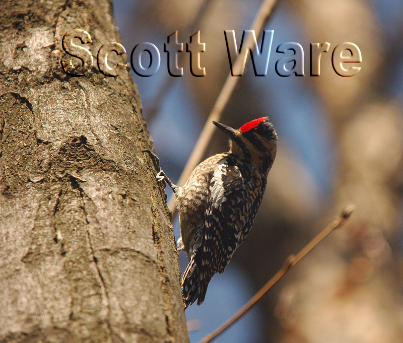 Woodpecker