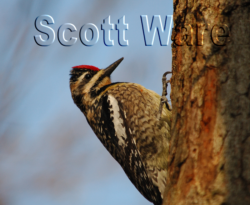 Woodpecker